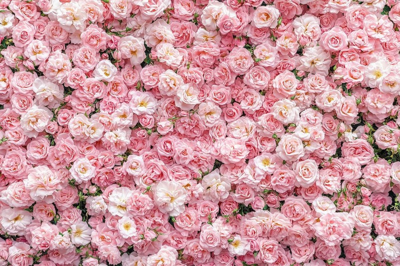 Pink roses background flowers pattern from above Valentine's Day Birthday Mother's Day Women's Day in Stuttgart, Germany, AI generated, Europe