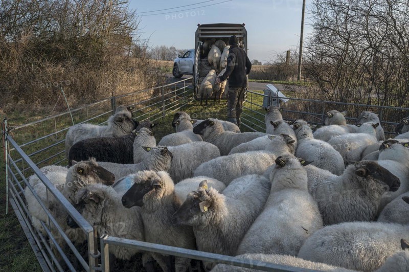 Black-headed domestic sheep (Ovis gmelini aries) Shepherd loading sheep into a double-decker livestock trailer, Mecklenburg-Western Pomerania, Germany, Europe