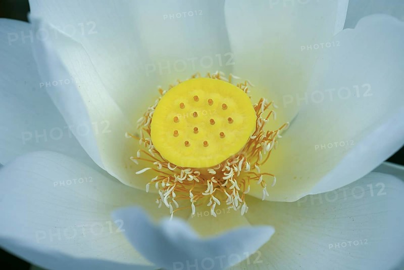 Lotus (Nelumbo) Close up, Botanical Garden, Erlangen, Middle Franconia, Bavaria, Germany, Europe