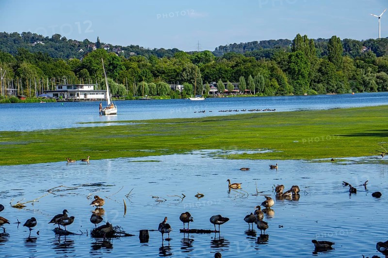 Waterweed, Elodea, an invasive species, green carpet of plants on Lake Baldeney in Essen, the fast-growing aquatic plant proliferates on large parts of the Ruhr reservoir, increased water temperatures accelerate growth, recreational boat traffic is severely impaired, Essen, North Rhine-Westphalia, Germany, Europe