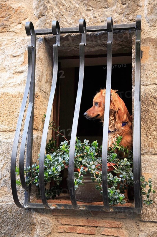 Dog in a barred window in the historic centre of Bolsena, Lazio, Italy, Europe