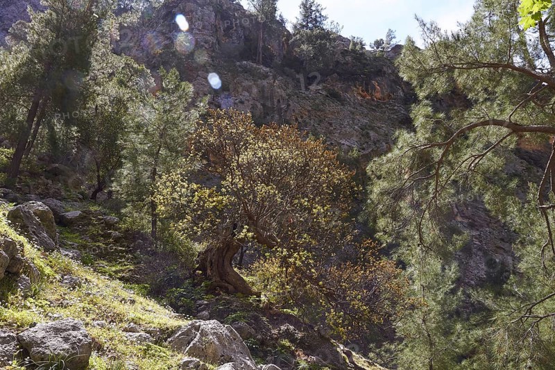 A light-flooded forest in a mountainous landscape with old trees and large stones, Agia Irini Gorge, Lefka Ori, White Mountains, mountain massif, west, Crete, Greece, Europe