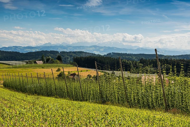 Hop gardens, hop cultivation, hop plantation, behind the Swiss Alps, Dietmannsweiler, near Tettnang, Upper Swabia, Lake Constance, Baden-Württemberg, Germany, Europe