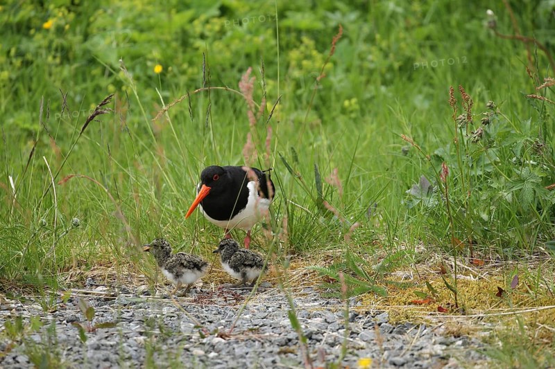 Oystercatcher (Haematopus ostralegus) with a few days old chicks, Lofoten, Norway, Scandinavia, Europe