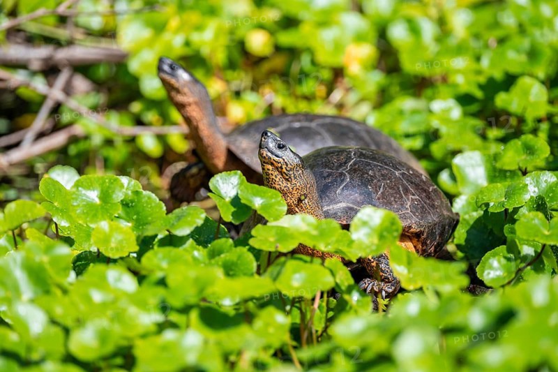 American tortoise (Rhinoclemmys funerea) among aquatic plants, Tortuguero National Park, Costa Rica, Central America