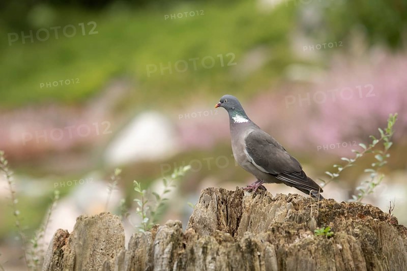 Common wood pigeon (Columba palumbus), sitting on a dilapidated tree stump with a few upright green branches, looking to the left, profile shot, background pink to purple and green blurred, Dortmund, Germany, Europe