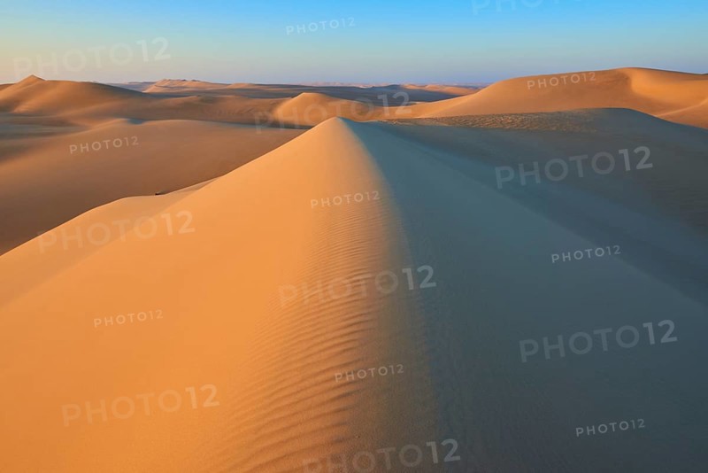 Endless sand dune landscape at sunset with golden sand and blue sky, Matruh, Great Sand Sea, Libyan Desert, Sahara, Egypt, North Africa, Africa