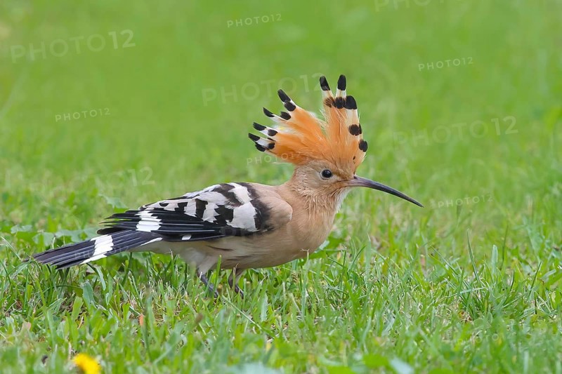 Hoopoe (Upupa epops) standing in the grass, with crest up, wildlife, animals, birds, migratory bird, Siegerland, North Rhine-Westphalia, Germany, Europe