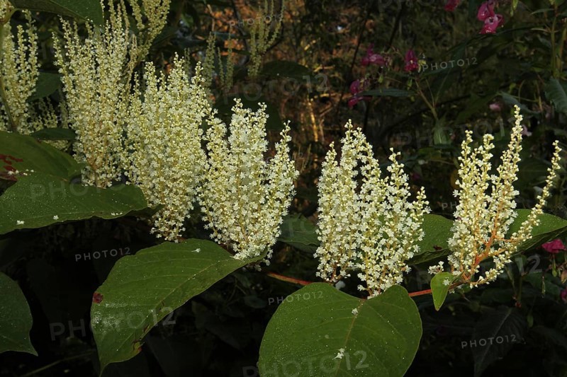 Reynoutria japonica (Reynoutria japonica) male flowers, Allgäu, Bavaria, Germany, Allgäu, Bavaria, Germany, Europe