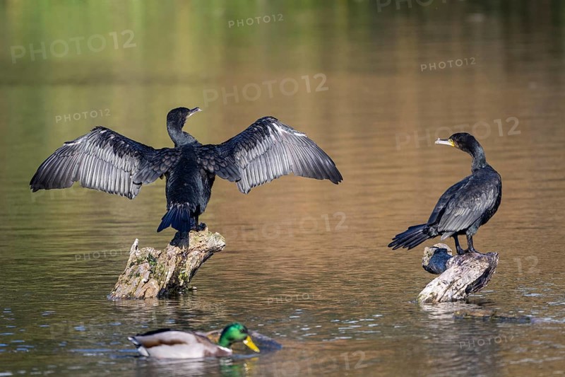 Cormorant (Phalacocorax carbo), sitting on a rock with outstretched wings, Lower Austria, Austria, Europe