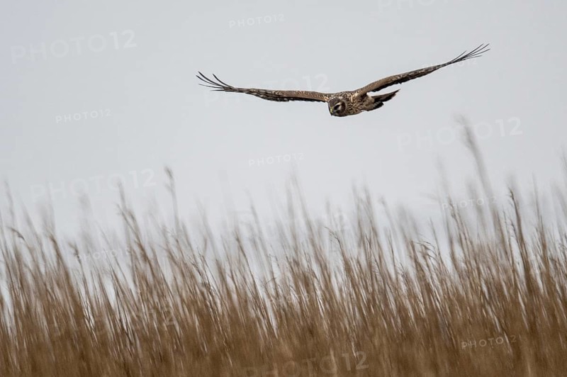 Hen harrier (Circus cyaneus), female, Amrum, Schleswig-Holstein, Germany, Europe