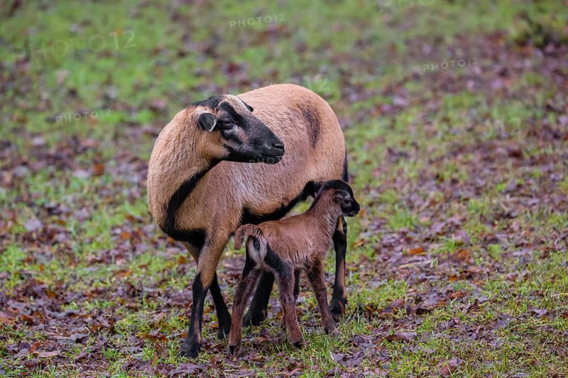 A female Cameroon or Cameroon Dwarf sheep, Ovis gmelini aries, suckling her lamb in a forest