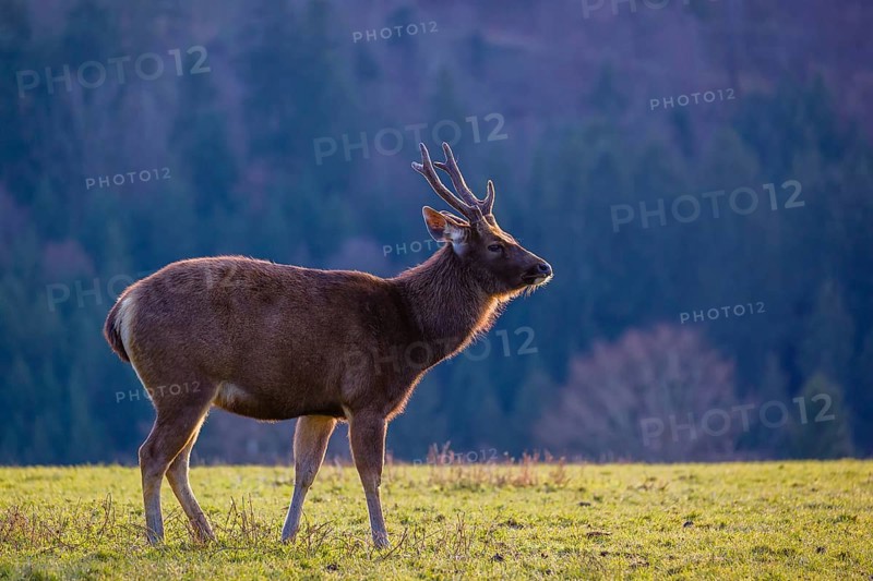 A Sambar stag (Rusa unicolor), stands on a meadow in first morning light