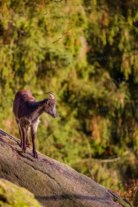 A female Himalayan tahr (Hemitragus jemlahicus) stands on a steep rocky slope. In the background is a dense autumn forest