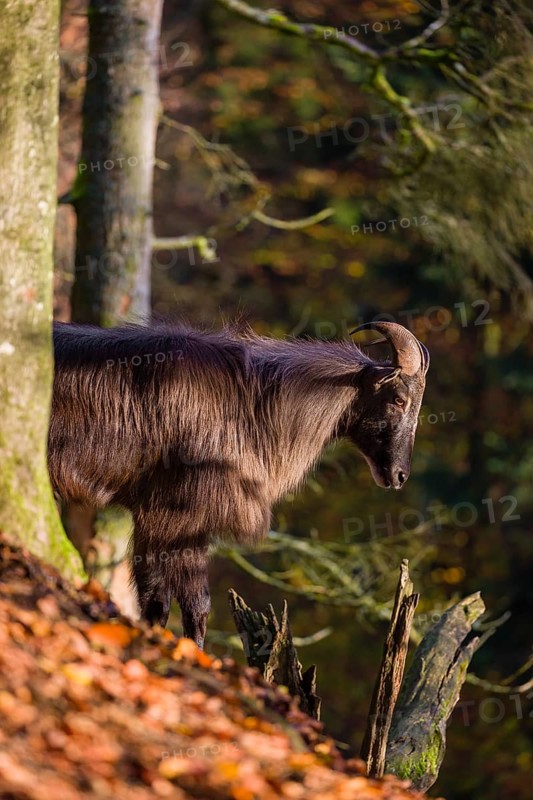 A male Himalayan tahr (Hemitragus jemlahicus) stands on a steep rocky slope. In the background is a dense autumn forest