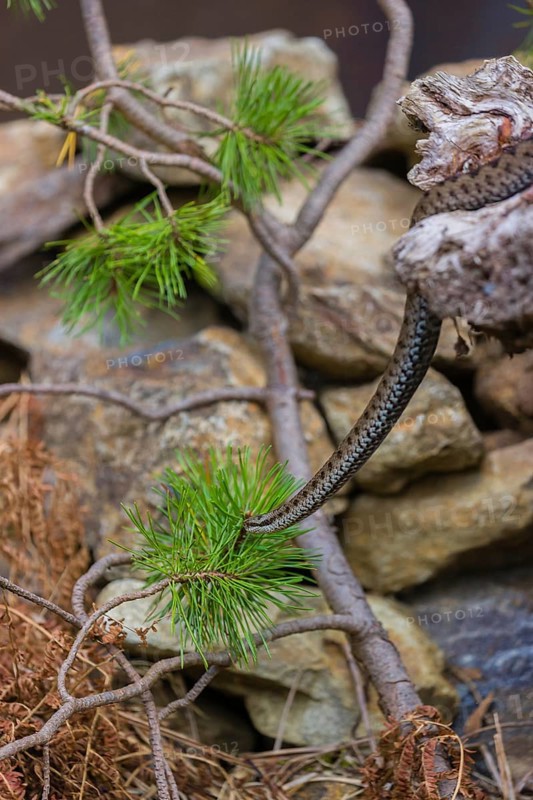 One Vipera berus, the common European adder or common European viper, creeps over rocks