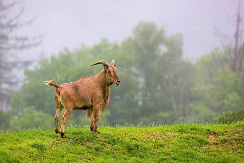 One Barbary sheep (Ammotragus lervia) stands on green hilly ground on a foggy day. Some trees stand in the background