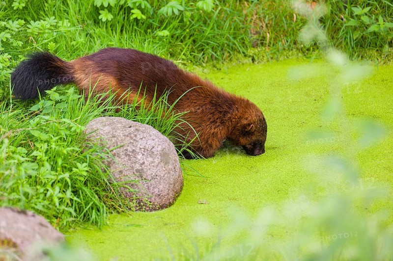A wolverine, (Gulo gulo), stands in the water of a small pond, covered with duckweed