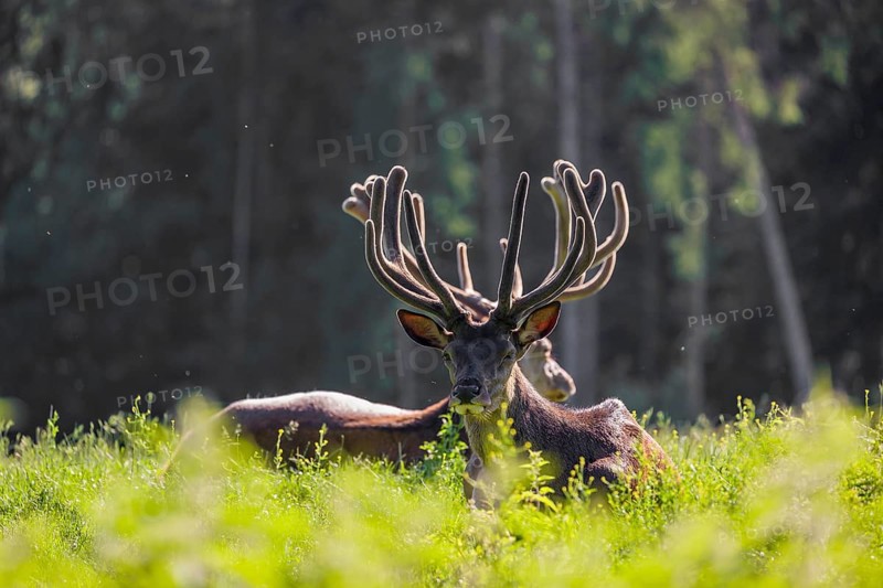 Two Altai maral stags, Altai wapiti or Altai elk (Cervus canadensis sibiricus) lie in a meadow. The velvet on their antlers glows in the backlight