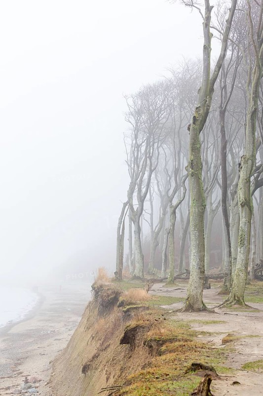 Beech trees in mist, shaped by strong winds, at Ghost Wood, Gespensterwald along the Baltic Sea coast at Nienhagen, Mecklenburg-Vorpommern, Germany, Europe