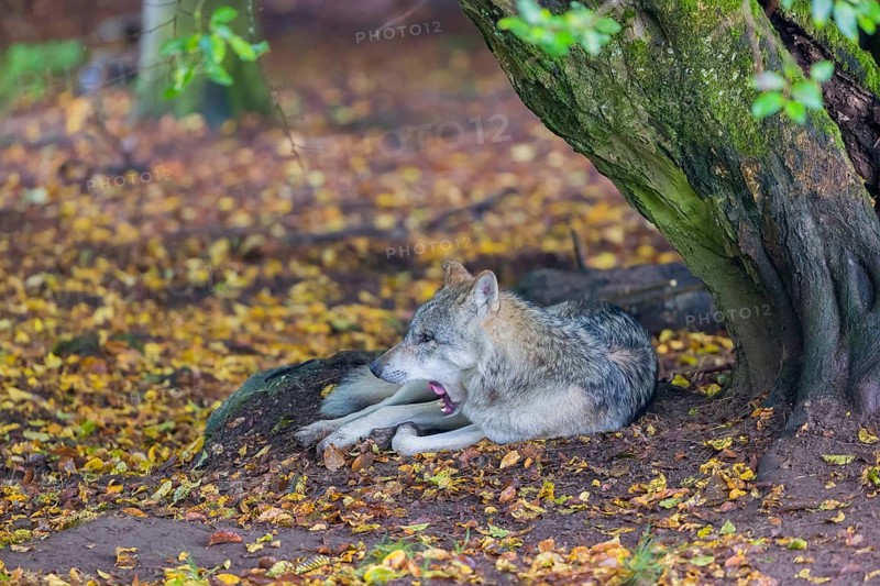 One adult male eurasian gray wolf (Canis lupus lupus) resting in front of an old split tree at a forest edge