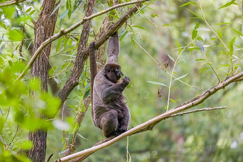 A common woolly monkey, brown woolly monkey, or Humboldt's woolly monkey (Lagothrix lagothricha) sits in a tree and eats