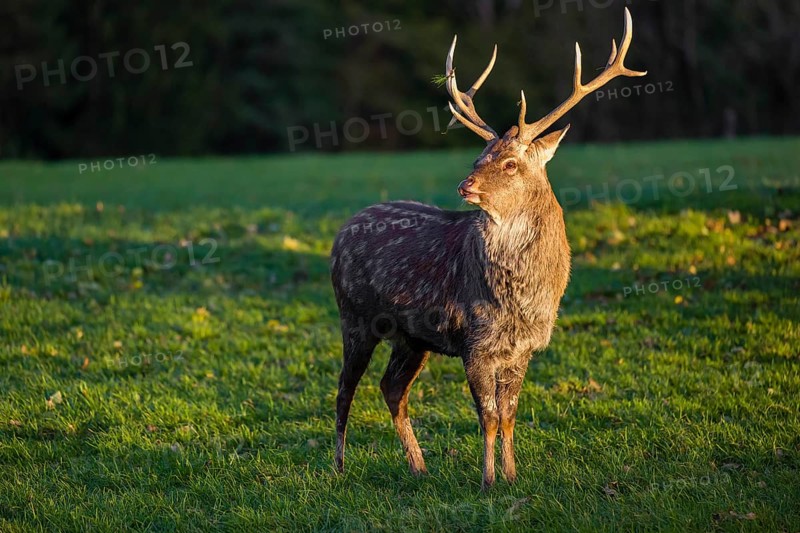 One Dybowski stag (Cervus nippon hortulorum) stands on a green meadow at sunrise and shows flehmen response during rutting season