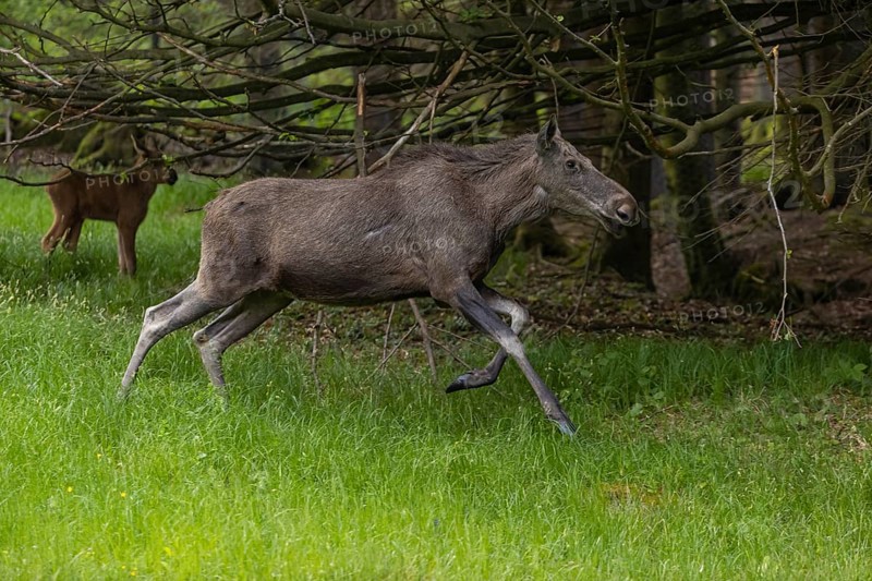 One adult female moose or elk, Alces alces, running, chasing away a male moose to protect her two babies