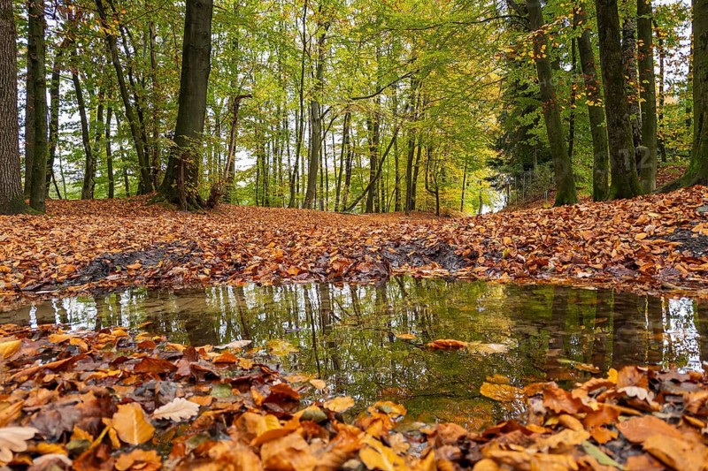 Autumn in the forest, nature, walk, puddle, wet, weather, season, foliage, Germany, Europe