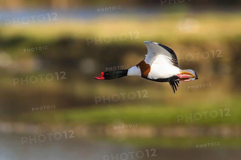 Common Shelduck, Tadorna tadorna, bird in flight over winter marshes