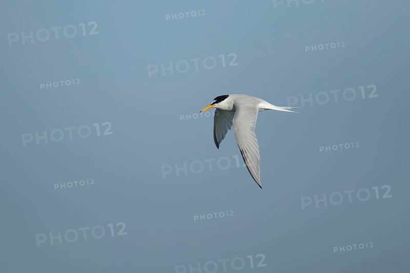Little tern (Sternula albifrons) adult bird in flight in the summer, England, United Kingdom, Europe