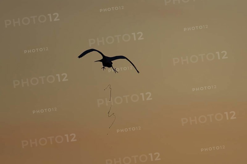 Little egret (Egretta garzetta) silhouette of an adult bird defecating or pooing in flight at sunset, England, United Kingdom, Europe