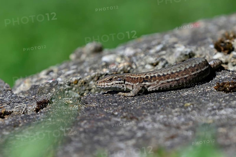 Wall lizard (Podarcis muralis), European wall lizard, in a vineyard, portrait, reptiles, animals, lizards, Cochem, Moselle, Rhineland-Palatinate, Germany, Europe