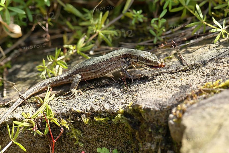 Wall lizard (Podarcis muralis), European wall lizard, in a vineyard, eating an ant, reptiles, animals, lizards, Cochem, Moselle, Rhineland-Palatinate, Germany, Europe