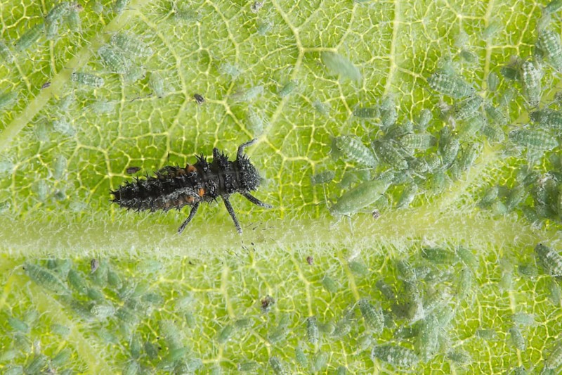 Seven-spot ladybird (Coccinella septempunctata) larva and Plum aphids (Hyalopterus pruni) on a plum tree leaf in summer, England, United Kingdom, Europe