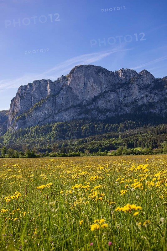 Spring flower meadow with Drachenwand, Mondseeland, Salzkammergut, Upper Austria, Austria, Europe