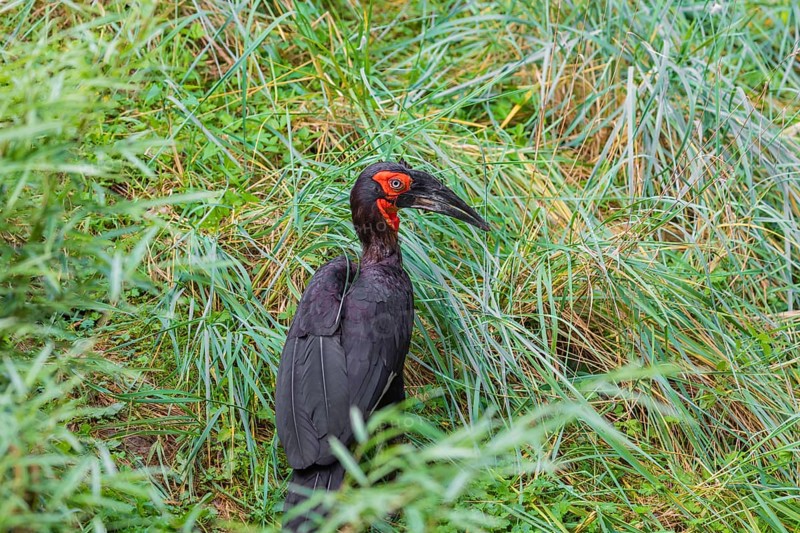 A southern ground hornbill, Bucorvus leadbeate, searches for food in tall grass
