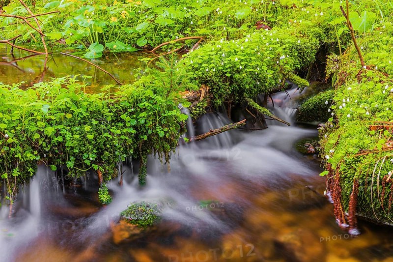 Kleine Ohe creek below Waldhaeuser village in the Bavarian Forest Nationalpark. Flowing water, little cascades, mossy stones and fresh green vegetation