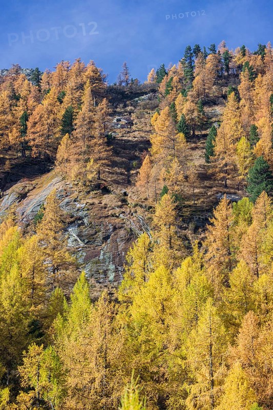 Fall foliage seen from the Malta Hochalm road. Carithia, Austria, Europe