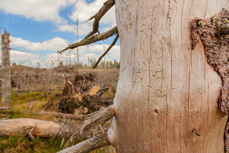 Image of bark beetle feeding under the bark in the trunk. Bavarian Forest, Falkenstein area, windthrow at Hochwiesriegel. Bark beetle infestation