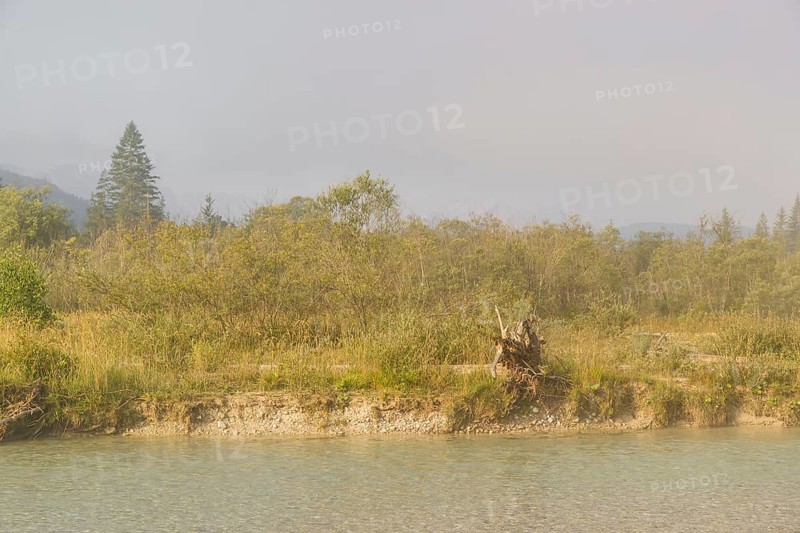 Isar valley nature conservancy area. The wild Isar river flows through its gravel bed past driftwood and entrained trees and bushes . Early morning with dense fog