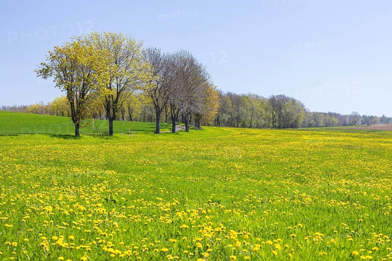 Field path through flowering meadows in spring, near Liebstadt, Saxony, Germany, Europe