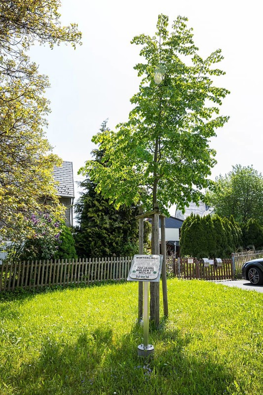 Winter lime tree (Tilia cordata), planted for the 700th anniversary of Mülsen St. Niclas, district of Zwickau, Saxony, Germany, Europe