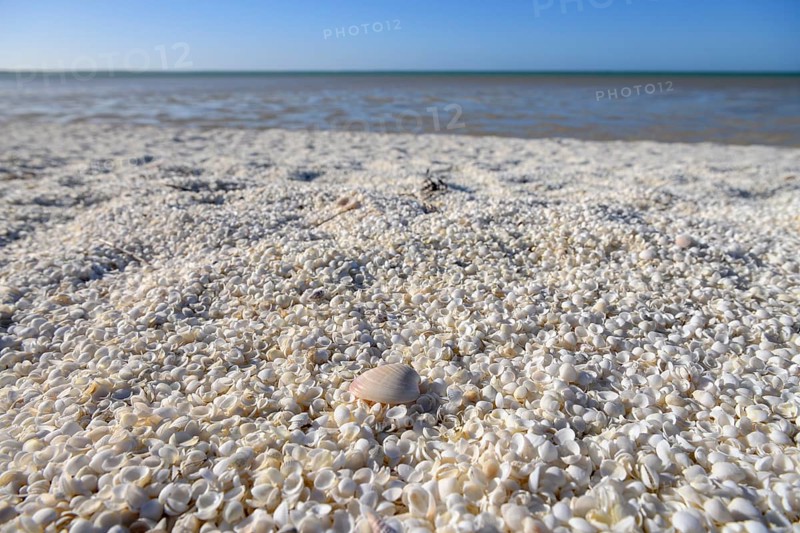Millions of cockles (Fragum erugatum) at Shell Beach, Hamelin Pool, Shire of Shark Bay, Western Australia, Australia, Oceania