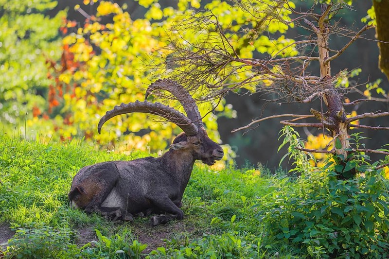 A male ibex (Capra ibex) rest on a hill at the edge of the forest in soft backlighting. A forest with fresh green leaves can be seen behind him