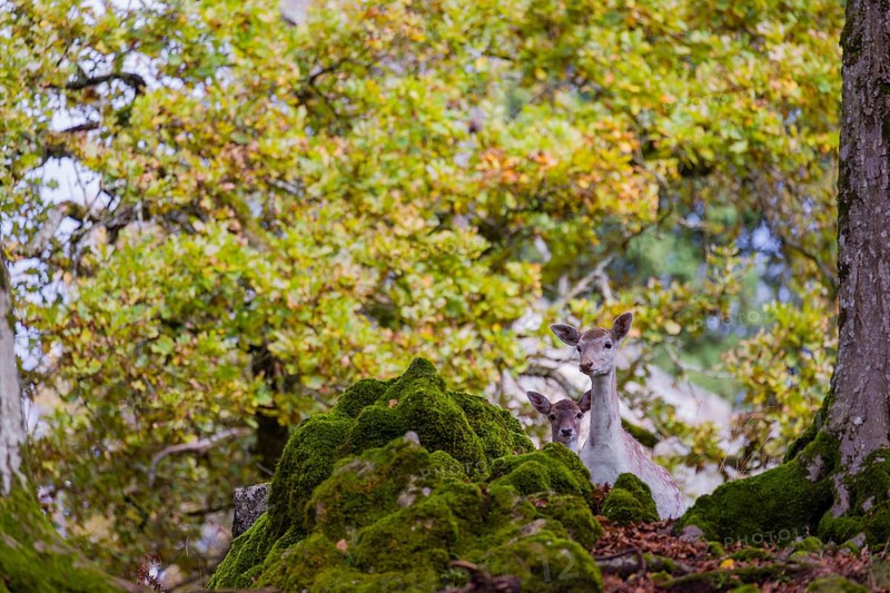 Two female fallow deer (Dama dama) roam through a forest in search of food