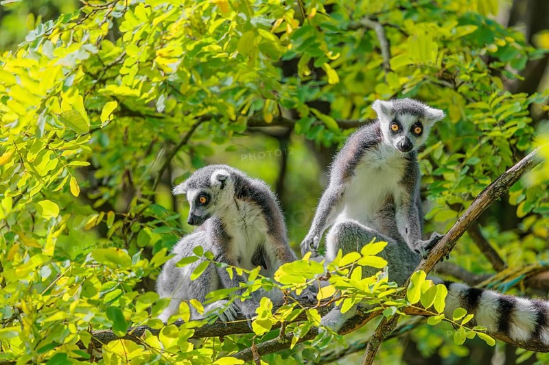 Two ring-tailed lemurs (Lemur catta) sit high up in a tree on a branch between fresh green leaves and play with each other or preen themselves or look around