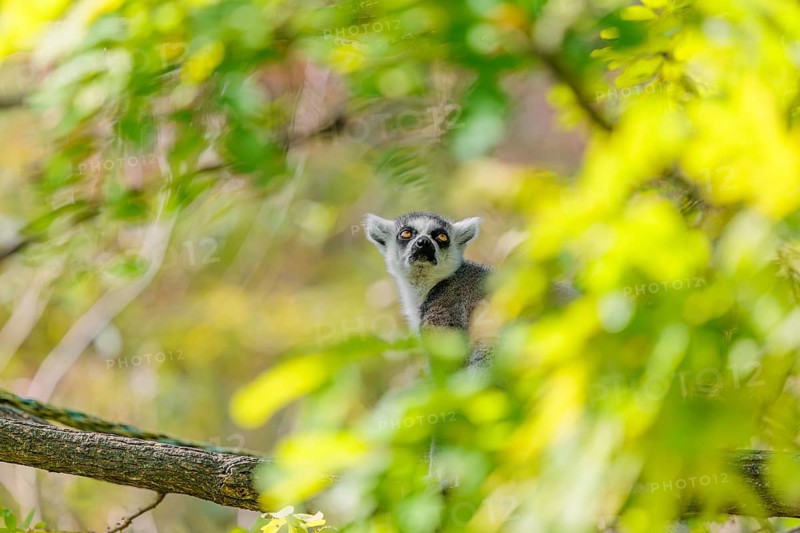 A ring-tailed lemur (Lemur catta) sits high up in a tree on a branch between fresh green leaves