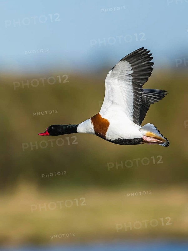 Common Shelduck, Tadorna tadorna, bird in flight over winter marshes