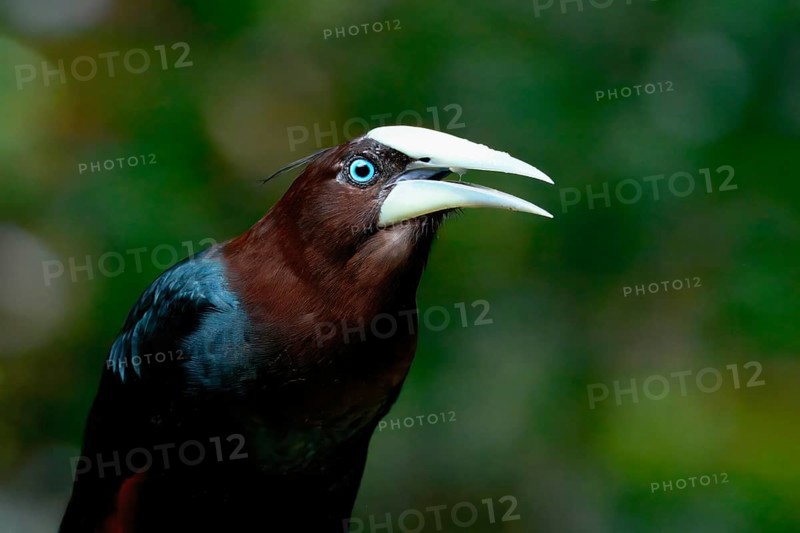 Male Chestnut-headed Oropendola (Psarocolius wagleri), Portrait, Costa Rica, Central America